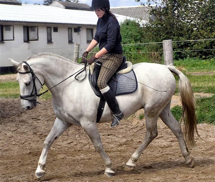 Anden særlig race Winston (gl. halvpart) - © Fotografen - Annette billede 11