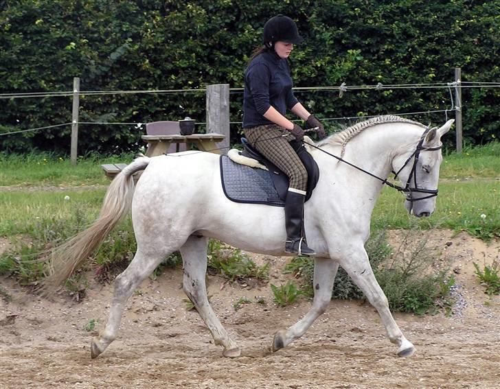 Anden særlig race Winston (gl. halvpart) - © Fotografen - Annette billede 13