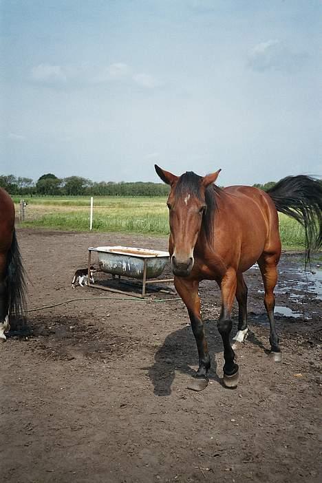 Traver Dear Marika  Himmel hest ( savnet meget) - Møg fluer... de driller billede 13