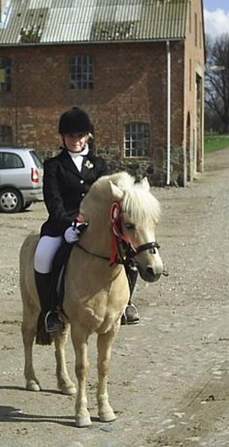 Welsh Mountain (sec A) Mirla - vinder af klassen :D billede 4