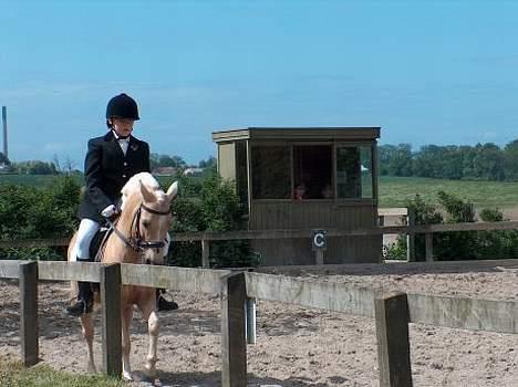 Welsh Mountain (sec A) Mirla - stævne SKÆL, lc2 , Nr. 2 (: <3 (sommer 06) billede 5