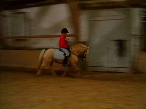 Welsh Mountain (sec A) Mirla - Dressur - oktober - 06 <333 billede 12