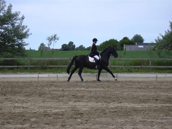 Anden særlig race Kansas Stidsbjerg R.I.P billede 5