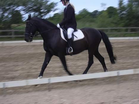 Anden særlig race Kansas Stidsbjerg R.I.P billede 6