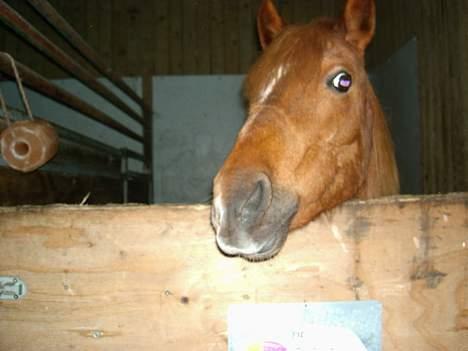 Anden særlig race Coco  - Coco i boksen :)  billede 2