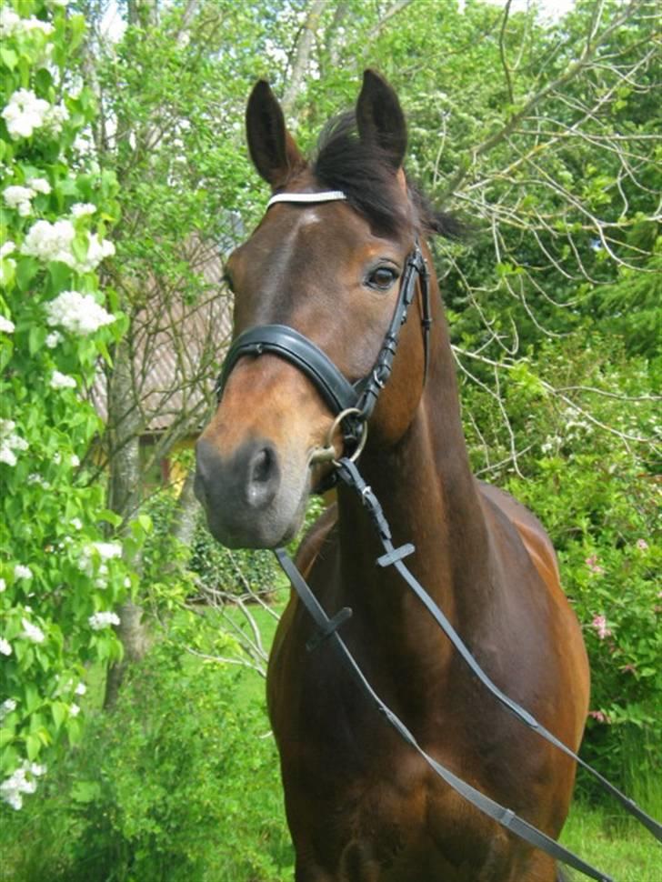 Tysk Oldenburger Leonardo 381 billede 1