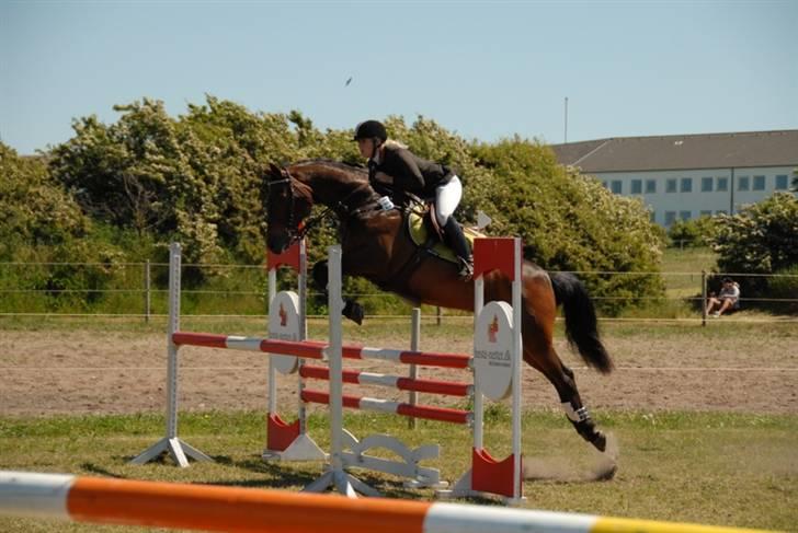 Tysk Oldenburger Leonardo 381 - Leo til distrikmesterskab for hold i Løgstør billede 2