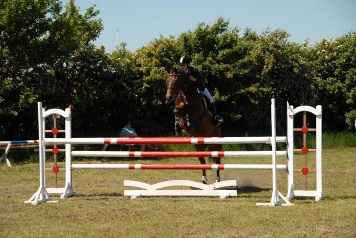Tysk Oldenburger Leonardo 381 - Leo til distrikmesterskab for hold i Løgstør billede 3