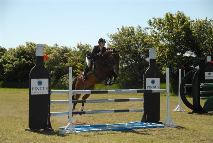 Tysk Oldenburger Leonardo 381 - Leo til distrikmesterskab for hold i Løgstør billede 4