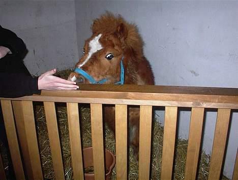 Shetlænder Zmall - "Muums, hvad har du der?" billede 2