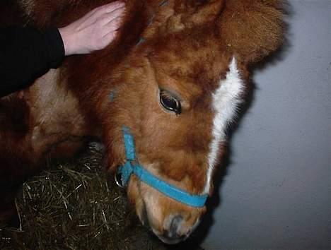 Shetlænder Zmall - "Aah, det er dejligt at blive kløet dér.." billede 3