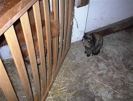 Shetlænder Zmall - "Heej, lille mis.." billede 4