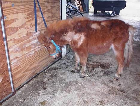 Shetlænder Zmall - "Hov, hvad var dét på gulvet?" billede 5