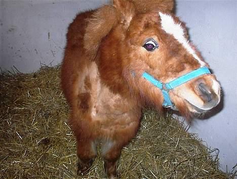 Shetlænder Zmall - "Uaark, et kamera?" billede 6