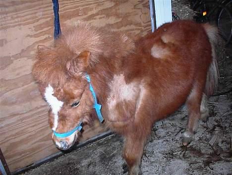 Shetlænder Zmall - "Ææjh, kommer du ikke snart igen og strigler mig ?" billede 7