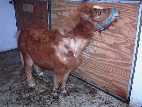 Shetlænder Zmall - "Hoov, der var da en hoppe der inde.." billede 8