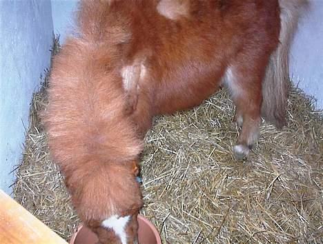 Shetlænder Zmall - "Maad.. Nej, bare vand.." Lidt underligt billede ? billede 9