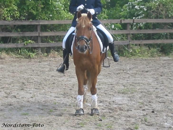 Anden særlig race Sunny Boy - "Hej med jer =D" billede 6