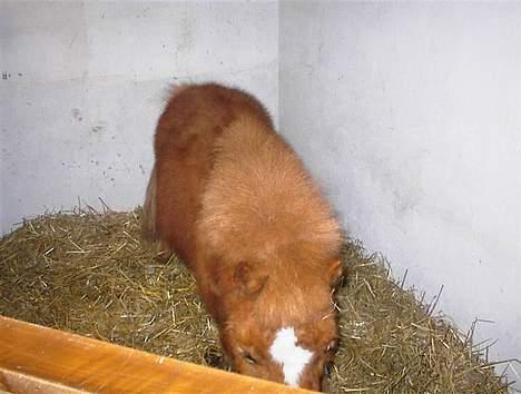 Shetlænder Zmall - "Der var lige et eller andet.. Du må altser ikke fotografere mig.." billede 10