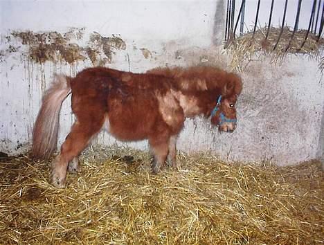 Shetlænder Zmall - "Hele mig.. Og så har de bare stjålet min "mor".." billede 11