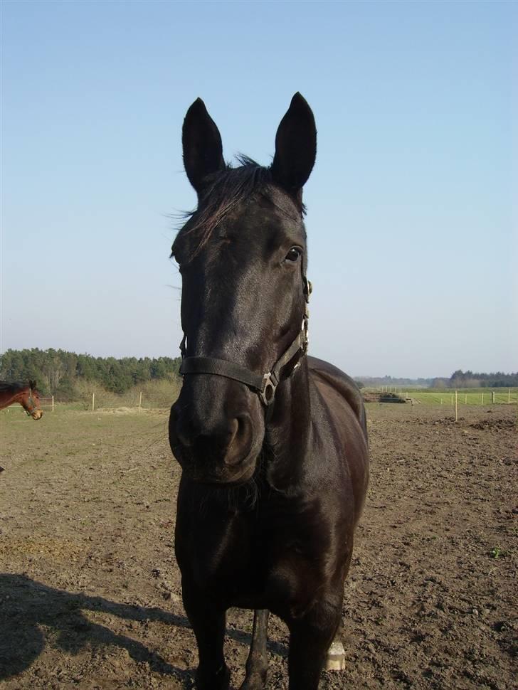Anden særlig race Majsens Tequila. R.I.P. billede 1