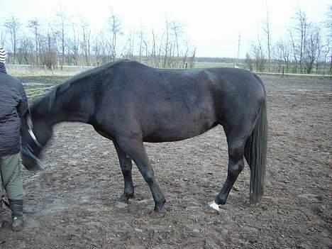 Anden særlig race Majsens Tequila. R.I.P. billede 2