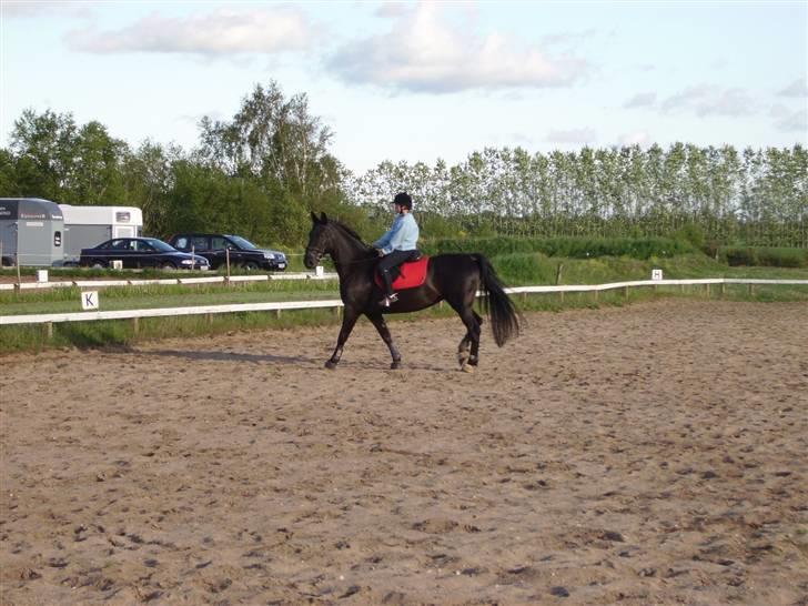 Anden særlig race Majsens Tequila. R.I.P. billede 3