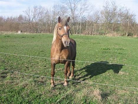 Haflinger Zola SOLGT - "Hej, og velkommen til min profil.. Håber i vil give mig en bedømmelse og måske en kommentar?" billede 1
