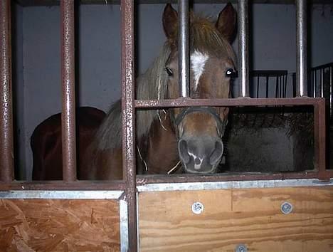Haflinger Zola SOLGT - "Her er jeg inde i min boks.. Er jeg ikke fin?" billede 2