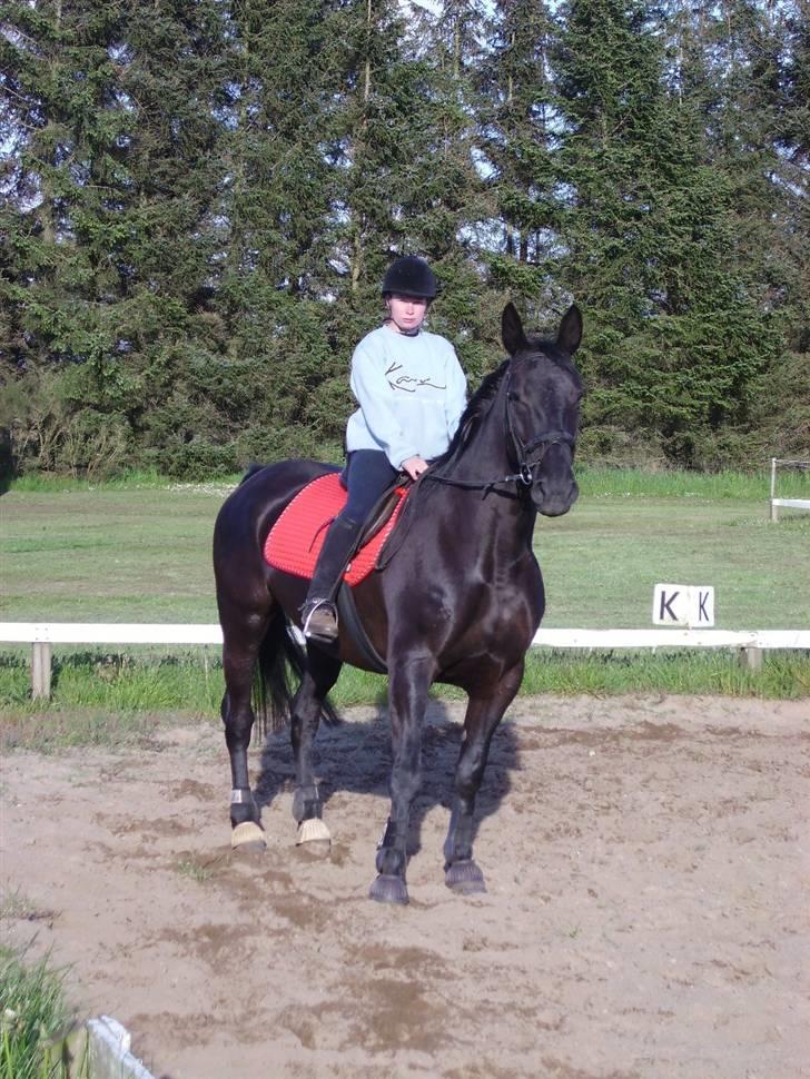 Anden særlig race Majsens Tequila. R.I.P. billede 4