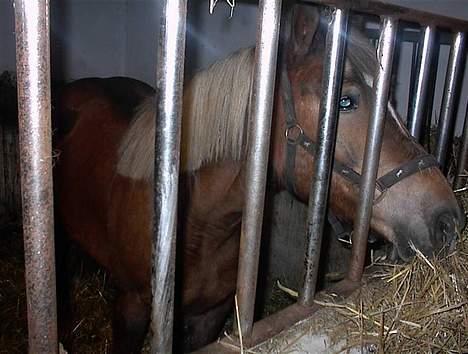 Haflinger Zola SOLGT - "Muums, halm.. Dette er min yndlingsbeskeftigelse.." billede 4
