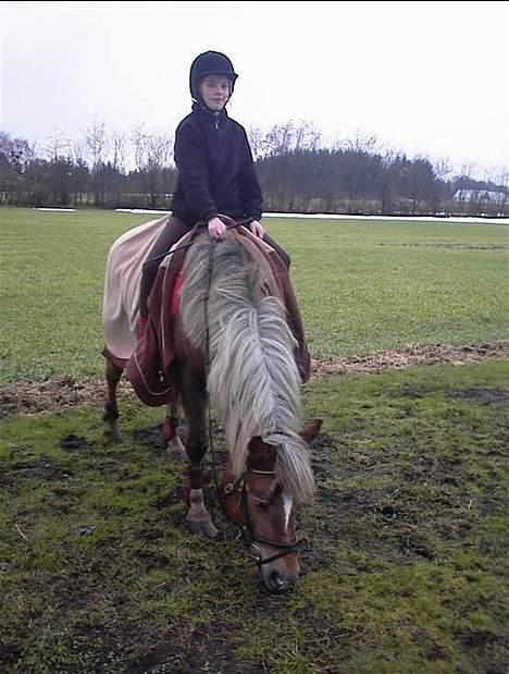 Haflinger Zola SOLGT - "Aaah, endelig må jeg spise.." billede 5