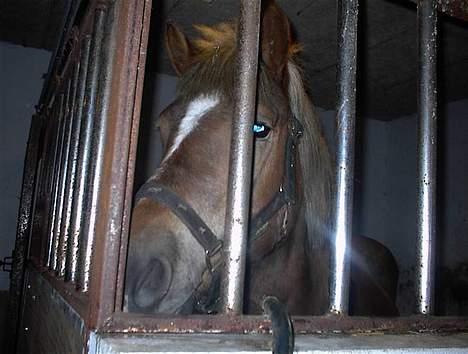 Haflinger Zola SOLGT - "Her er jeg inde i boksen.." billede 6