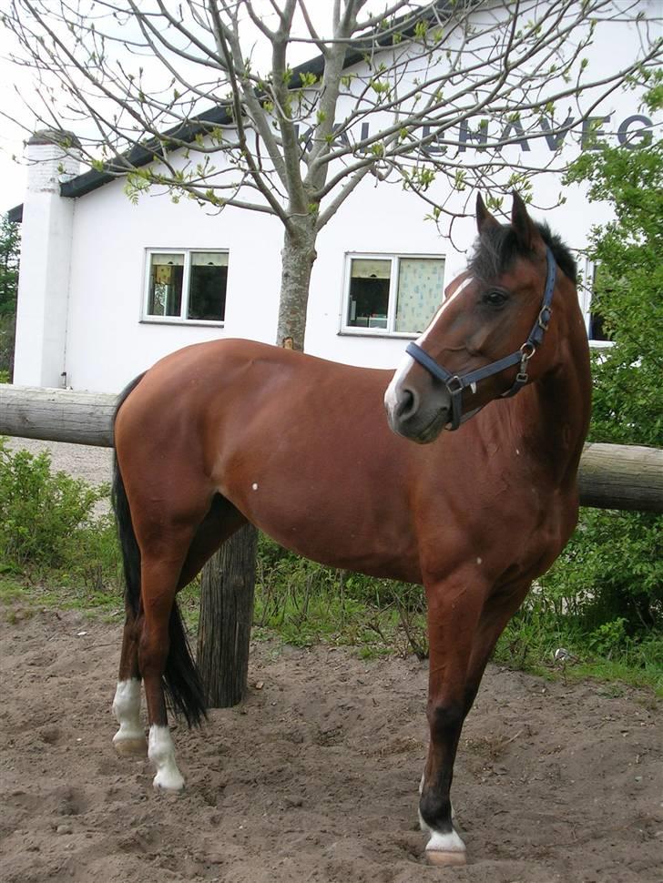 Anden særlig race Freja (solgt) - Freja´musen<3 billede 3