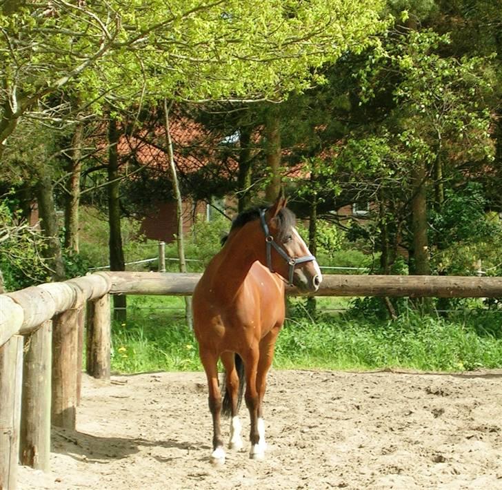 Anden særlig race Freja (solgt) - Freja´pigen på sandfold. lig mærke til den utrolig flotte farve hun har... sidste dag jeg havde hende.. billede 7