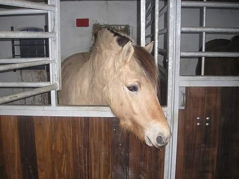 Fjordhest Østerskov`s Mille - Mille kommer hjem i sep 2005 billede 5