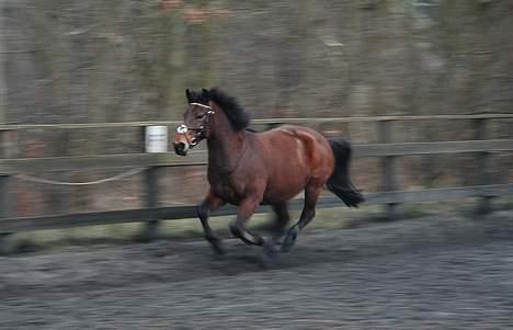 Anden særlig race Feline - Leger på banen med amina. (Har vist ikke tabt sommermaven helt endnu :b) billede 14