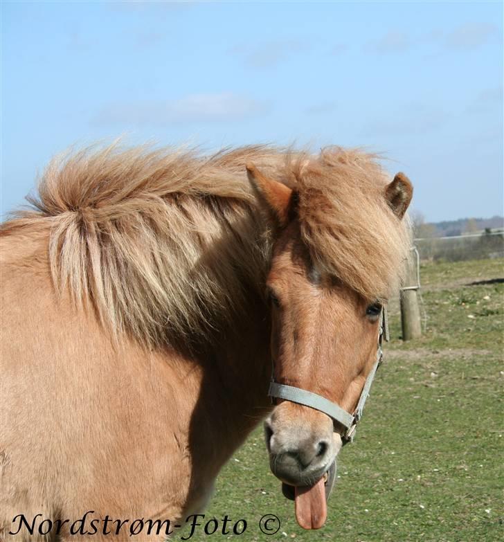 Islænder Sóley af Urtehusene  billede 14
