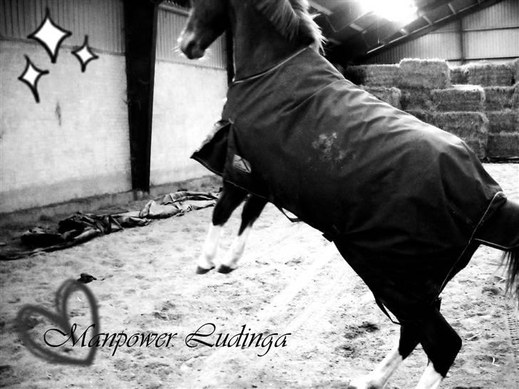 Hollandsk Sportspony MANPOWER LUDINGA - Marts 2010. billede 1