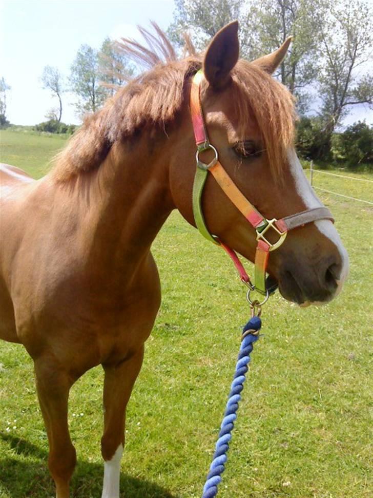 Hollandsk Sportspony MANPOWER LUDINGA - Sommeren 2009.  billede 2