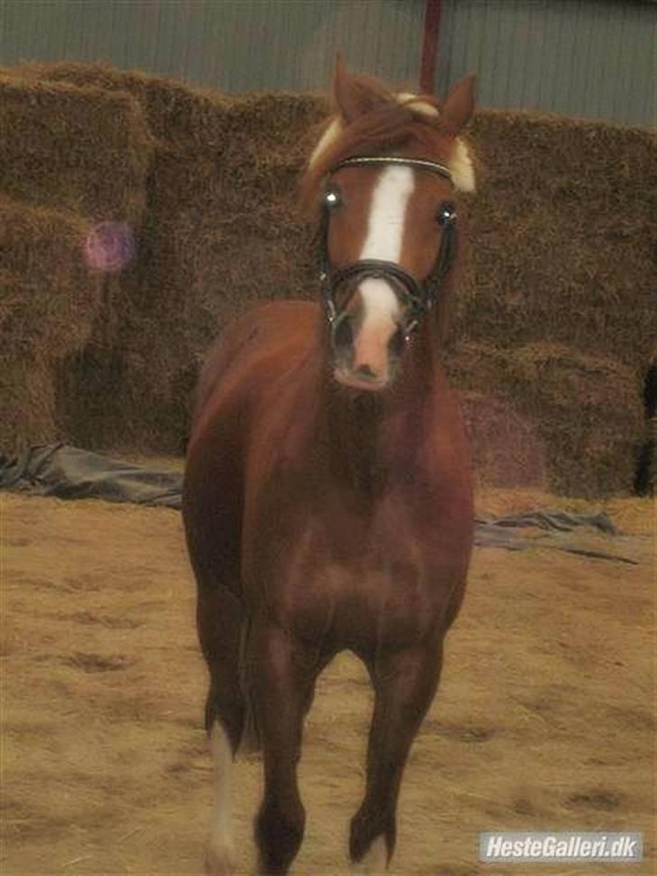 Hollandsk Sportspony MANPOWER LUDINGA - Foråret 2008.  billede 3