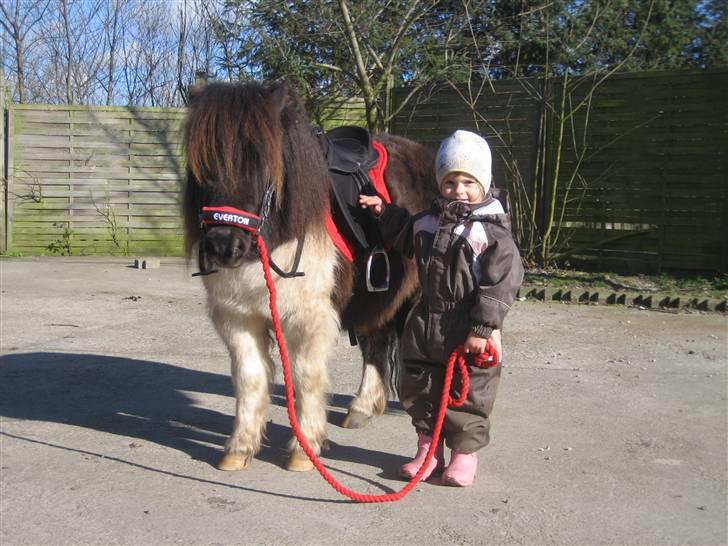 Shetlænder Stjernens Everton   - Jeg elsker min pony billede 8