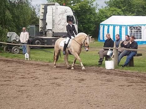 Fjordhest Nord Rud  - Birken billede 2