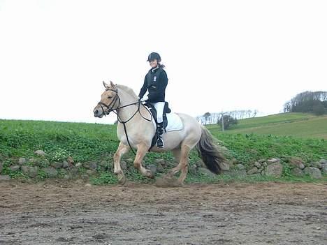 Fjordhest Nord Rud  - Nord og jeg foto: sophie billede 4