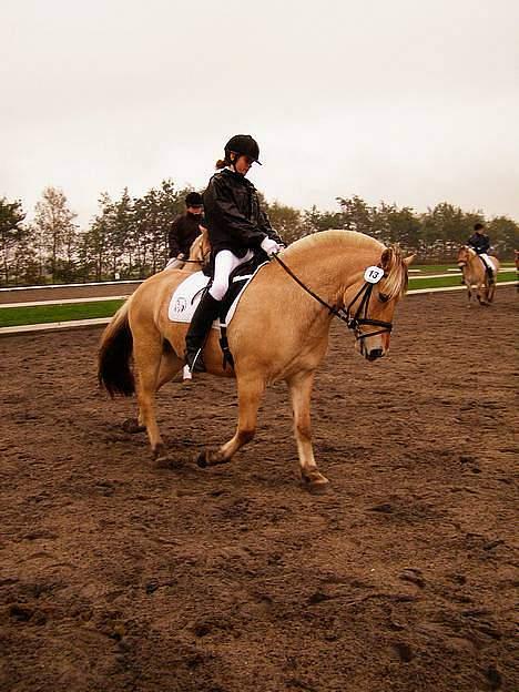 Fjordhest Nord Rud  - opvarmning til fjordheste stævne foto: sophie billede 6