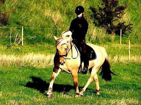 Fjordhest Nord Rud  - i sommers på marken foto: sophie billede 9