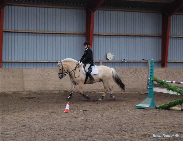 Fjordhest Nord Rud  - Kongerslev.Springhest:D billede 10