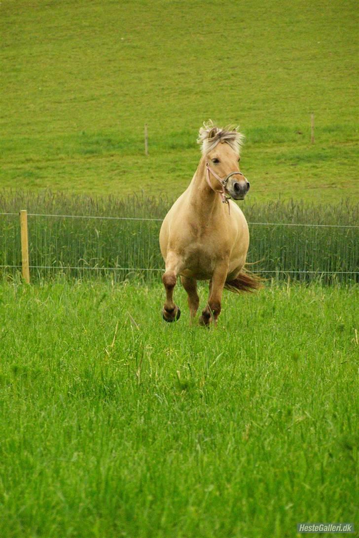 Fjordhest Nord Rud  billede 11