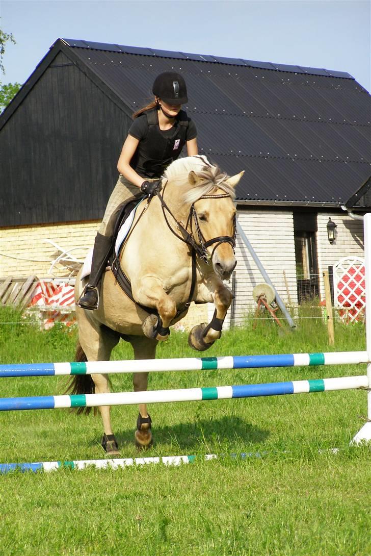 Fjordhest Nord Rud  billede 12