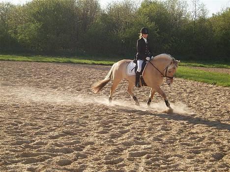 Fjordhest Nord Rud  - hjallerup.. 2007 billede 14